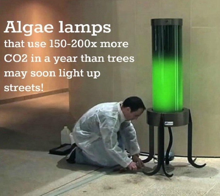 Algae lamps