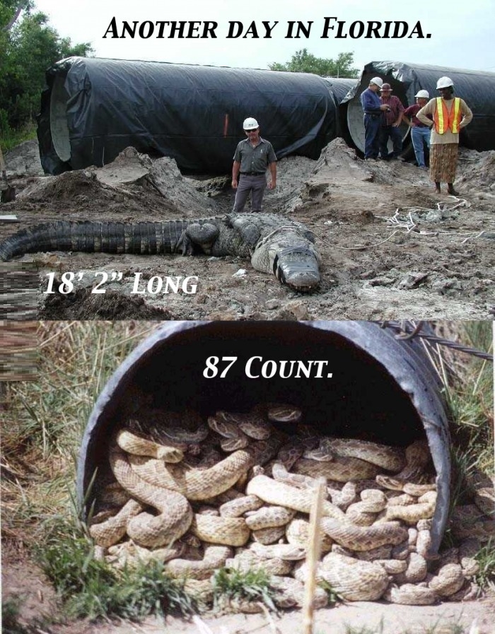 Another day in Florida