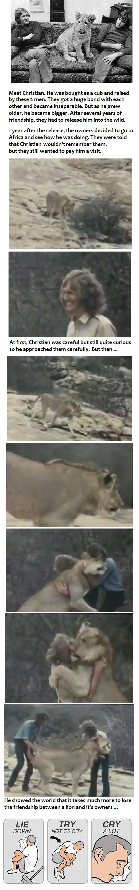 Christian the lion