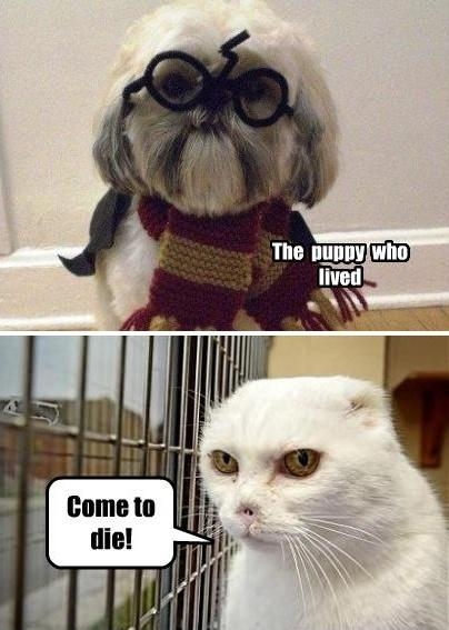 Harry Potter and Voldemort