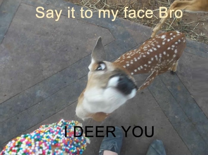 Angry deer
