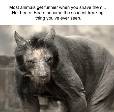 Bears.. it's not the same