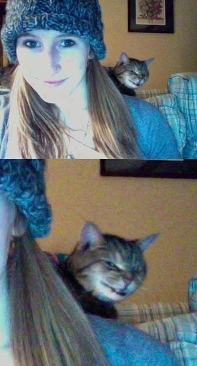 Cat photobomb