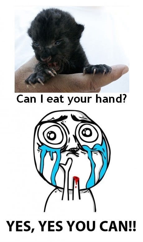 A black panther puppy