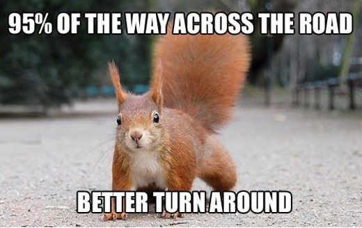 Every animal on a highway