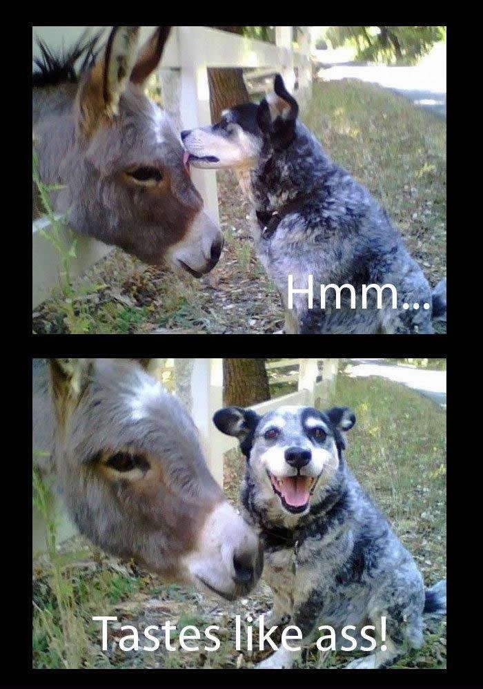How does the donkey taste?