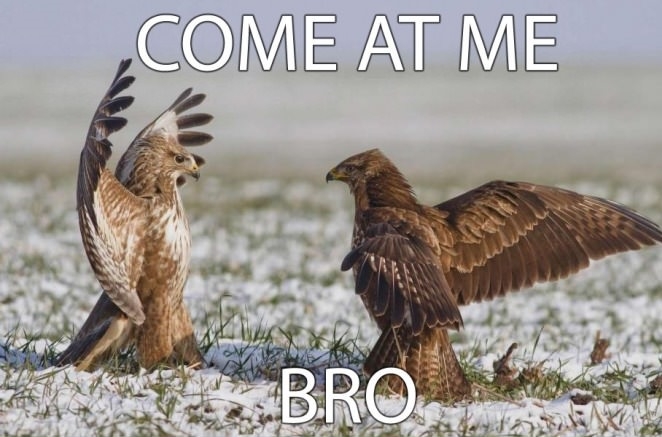 Come at me bro!