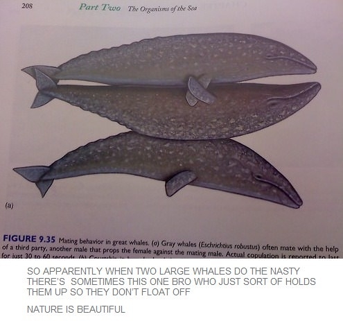 Friendzoned whale