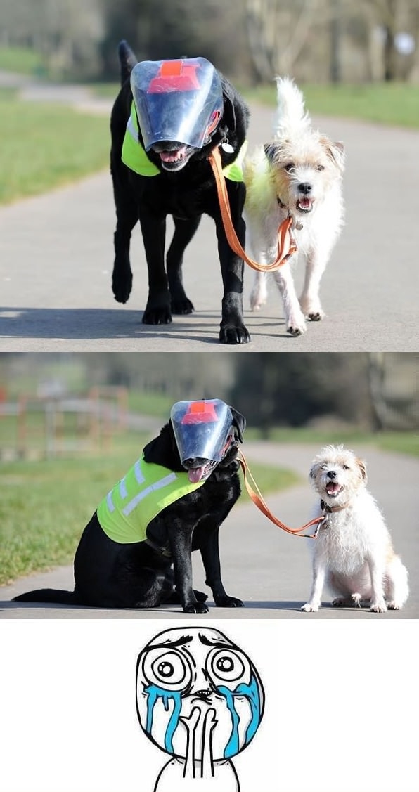 Blind dog with his guide dog