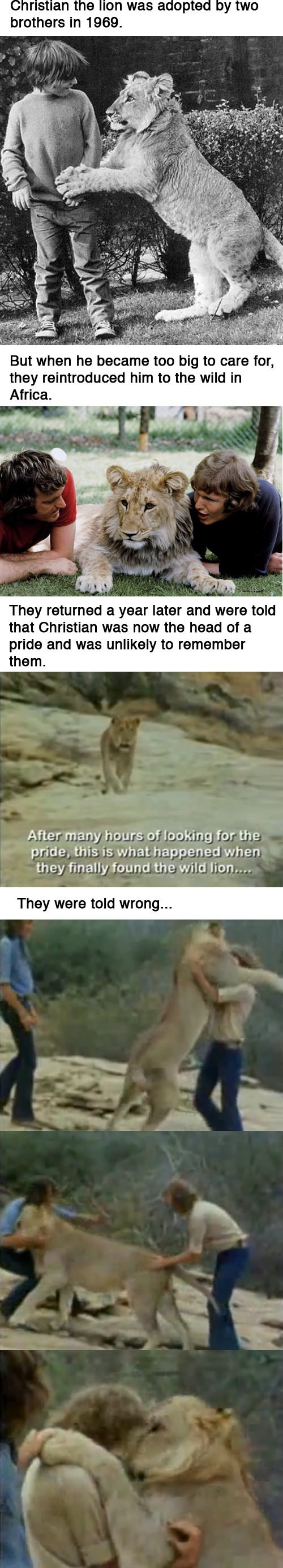 Christian the lion
