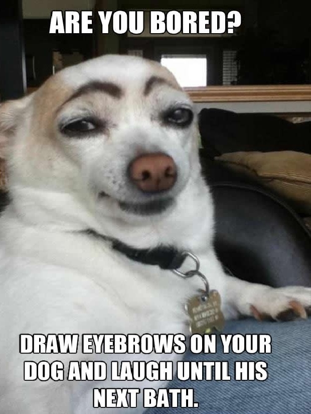 Dogs don't have eyebrows