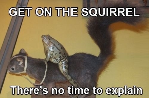 Get on the squirrel