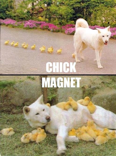 Chick magnet