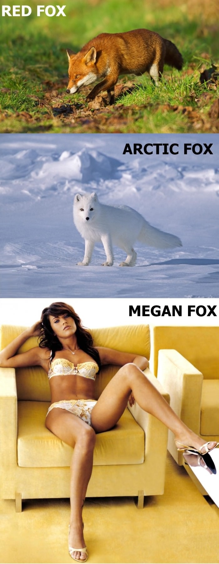 Intriguing fox species