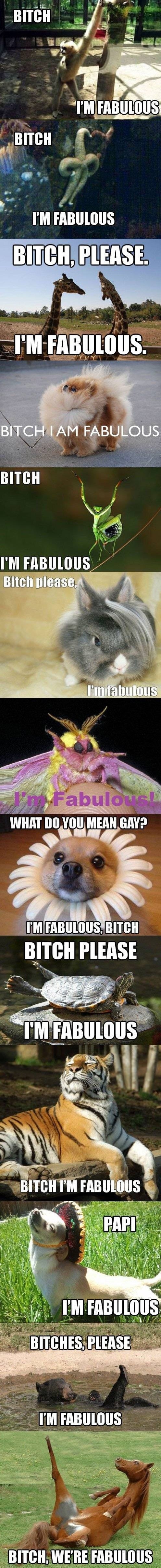 I'm fabulous animal edition