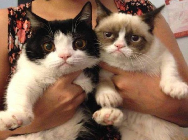 Grumpy cat & her brother