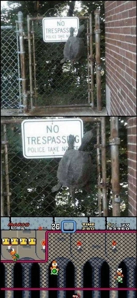 That turtle looks familiar