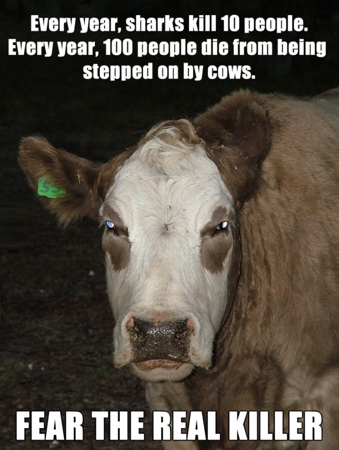 Fear the cow