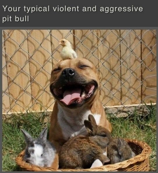 Give pitbulls a chance
