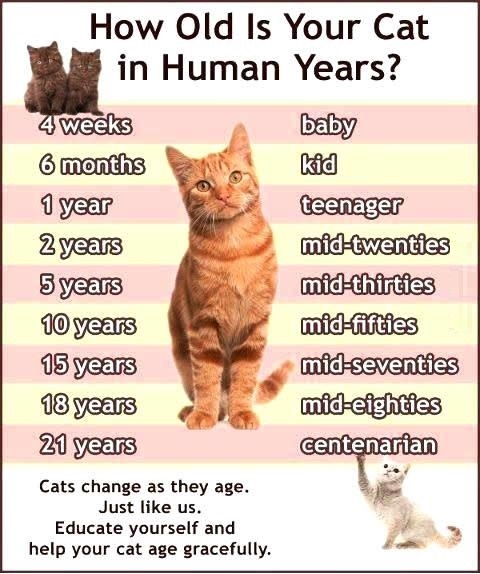 How old is your cat?