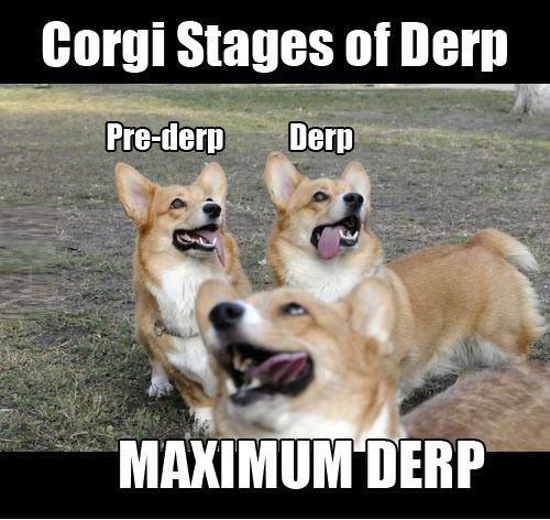 Corgi stages of derp