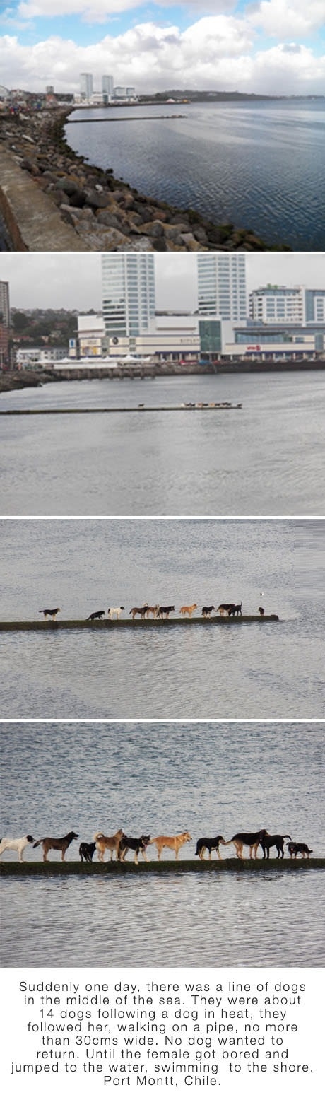 In the south of Chile