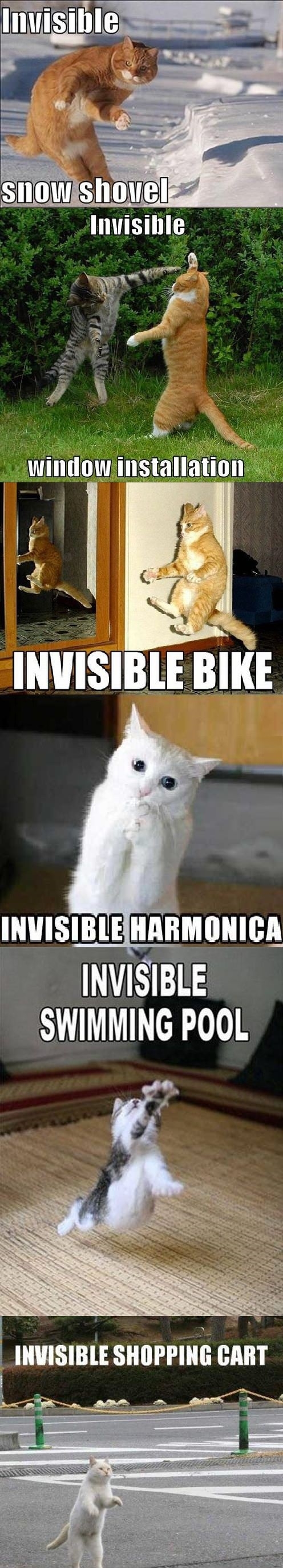 Invisible stuff and cats