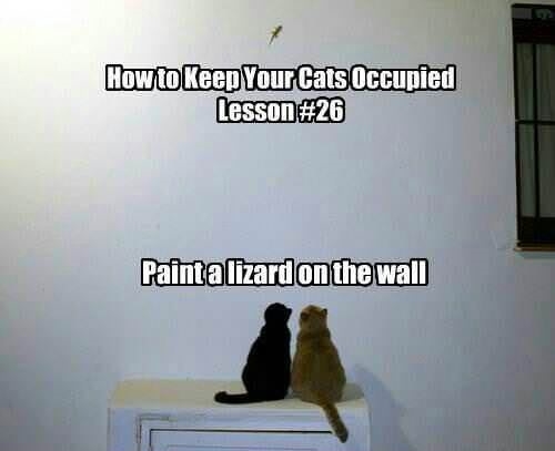 Keep your cats occupied
