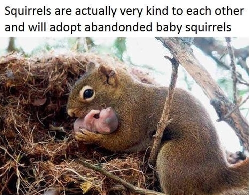 Good guy squirrels