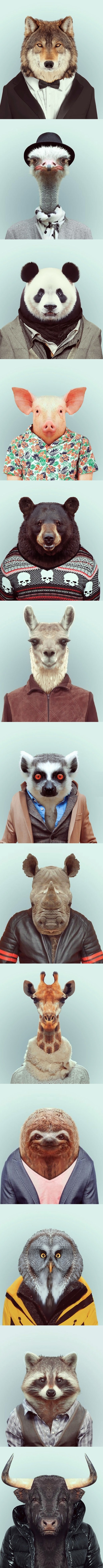 Hilarious zoo portraits