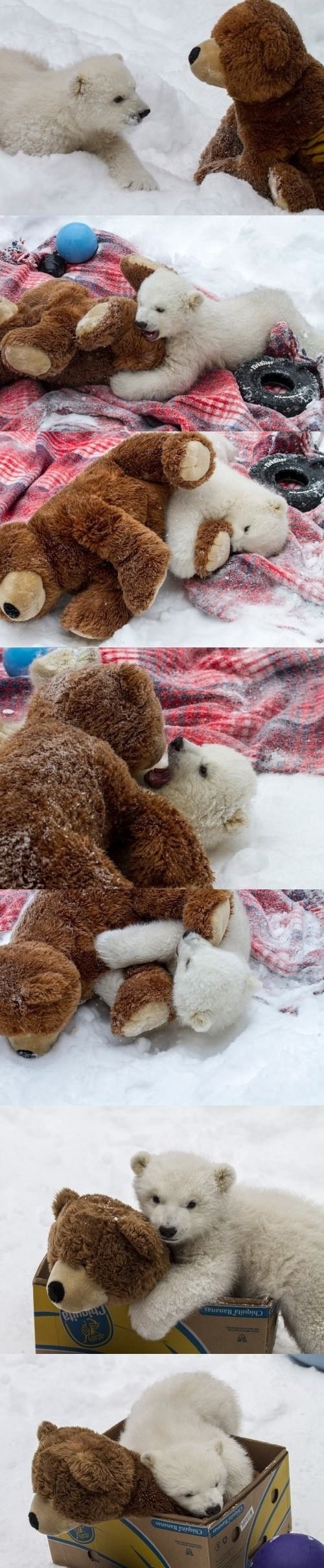 Baby bear with teddy