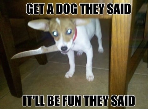 Glad this isn't my dog