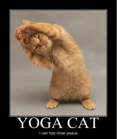 Yoga Cat