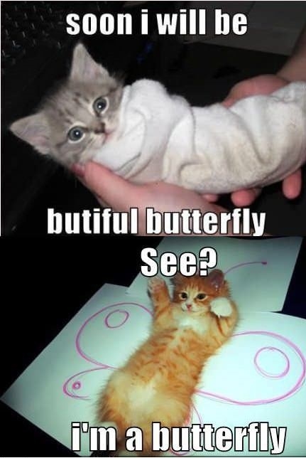 A beautiful butterfly