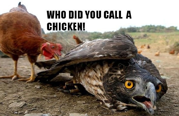 Bada$$ chicken!