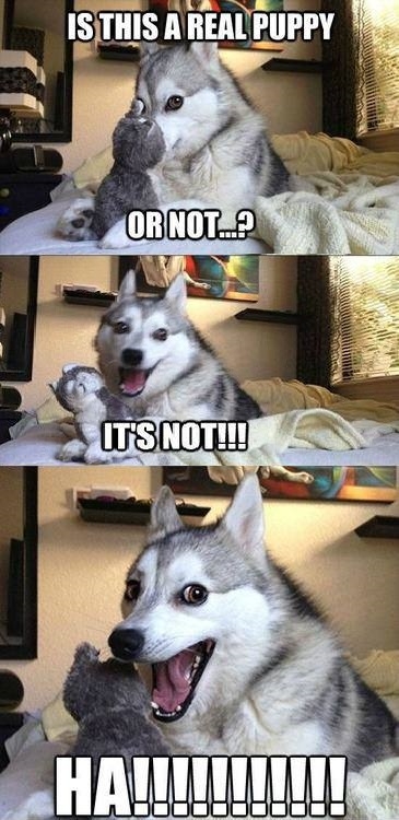 Is this a real puppy?