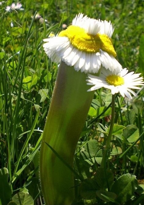 Daisy exposed to radiation