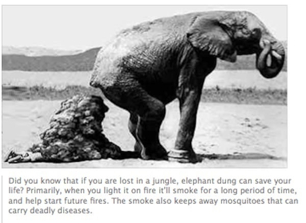 Good guy elephant