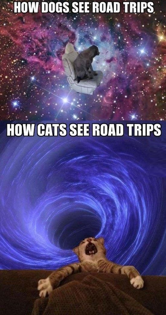 Cats and dogs on road trips