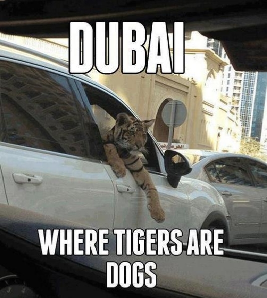 Dogs are too mainstream