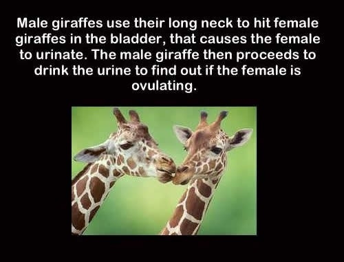 Dafuq did I just read?