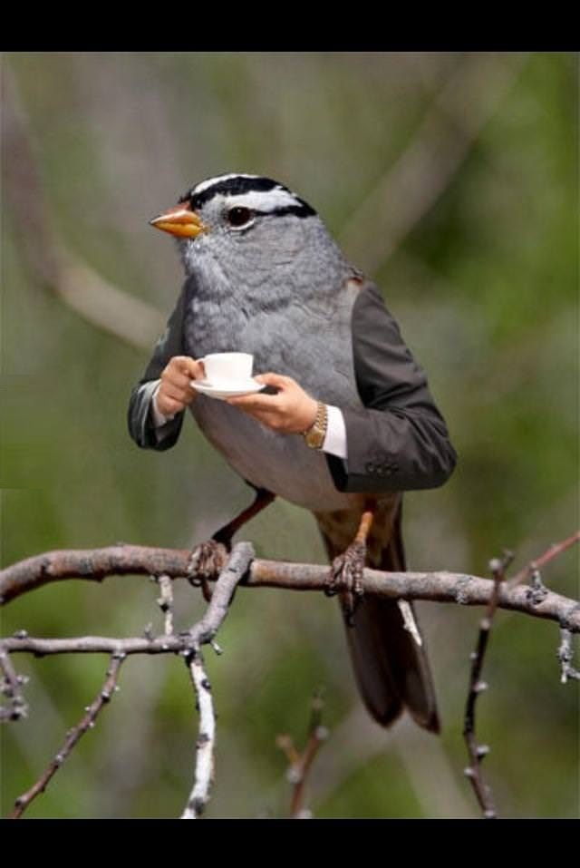A bird enjoying coffee