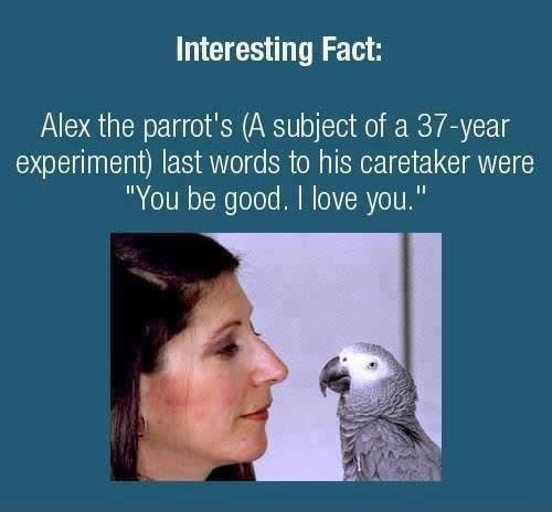 Alex the parrot