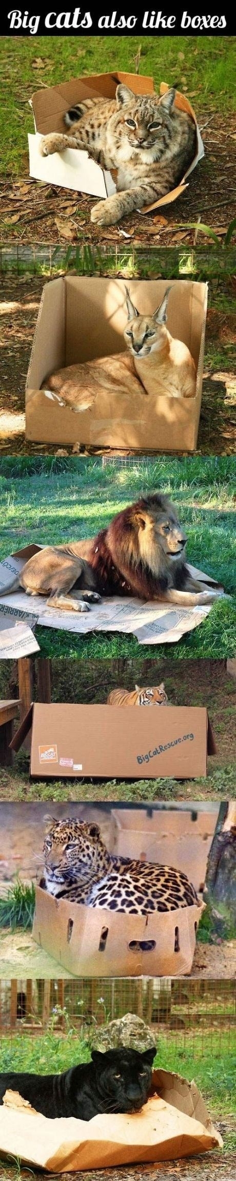 Big cats also like boxes