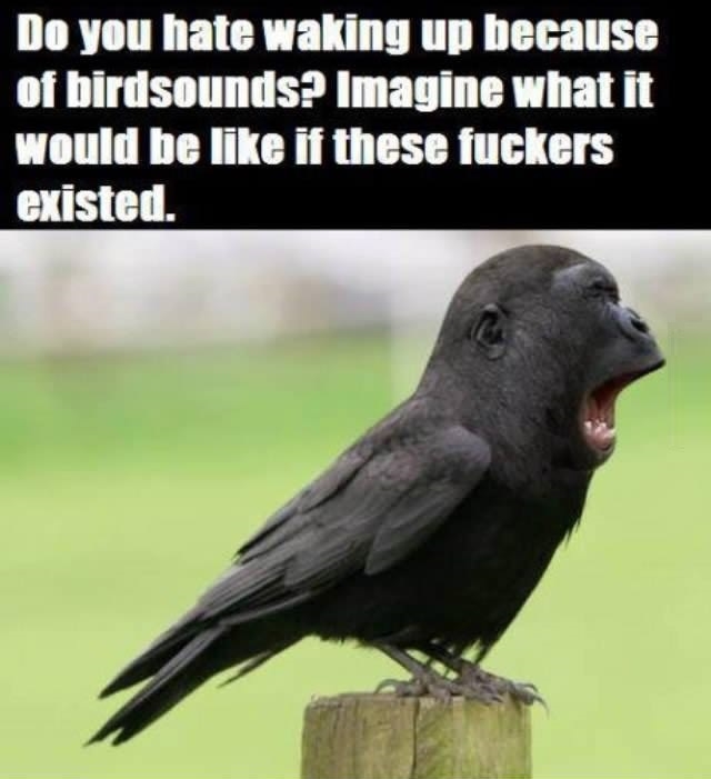 I'm starting to like birds