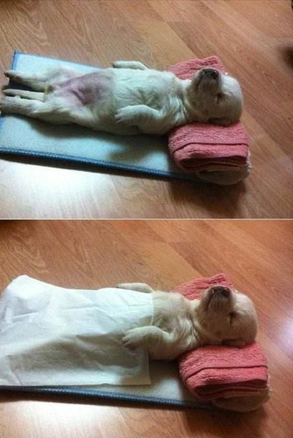 Keep quiet! I'm sleeping!