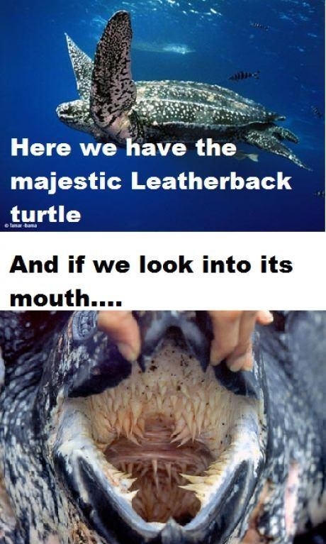 And we look into its mouth..