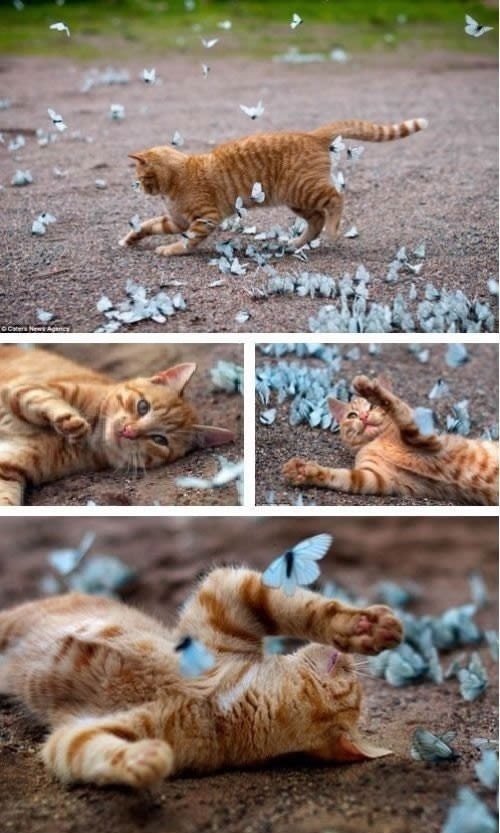 Kitty with butterflies
