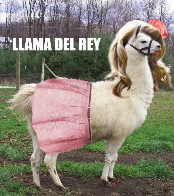 Lama del rey