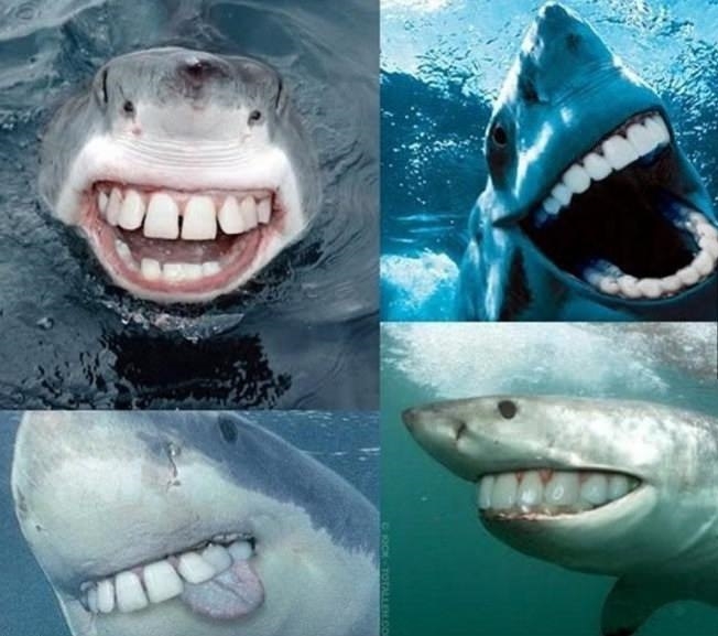 Sharks with human teeth